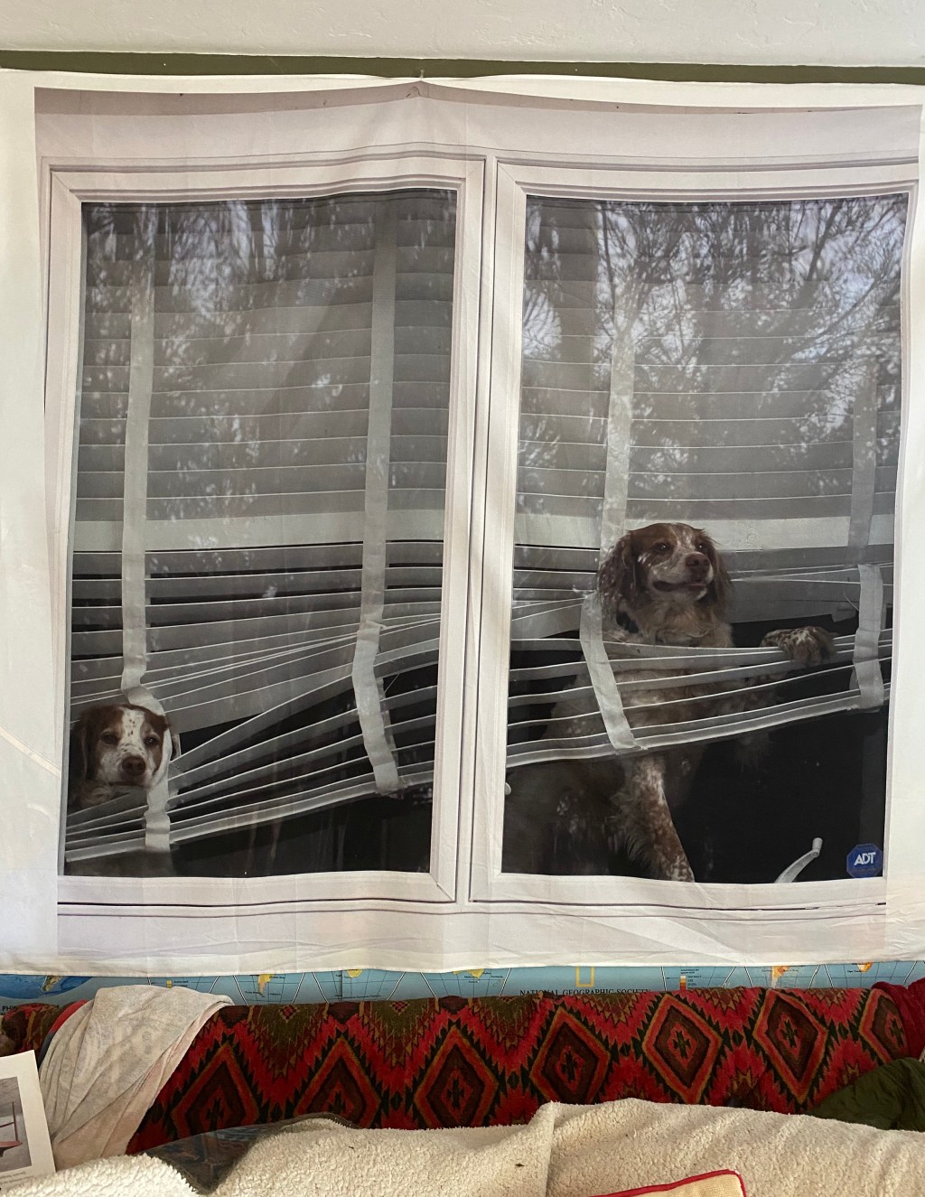 Dogs looking out window entwined in teh blinds