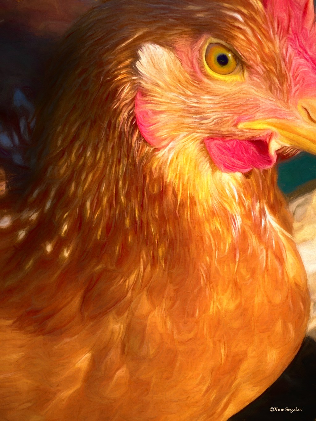 Bird Weekly Photo Challenge#17: Macro or Close Up